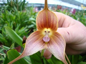 flowers-look-like-something-else-orchids-pareidolia-6
